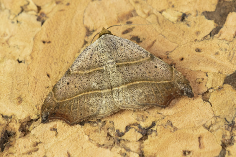 Moth - Beautiful Hook-tip - Laspeyria flexula 21-07-21.jpg