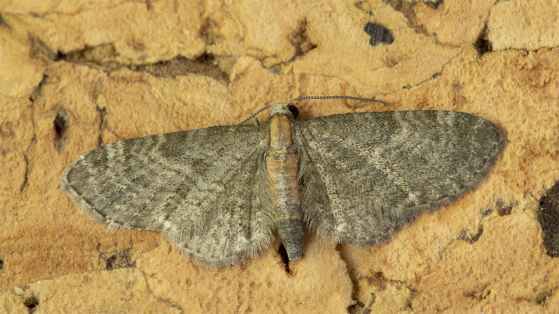 Moth - Common Pug - Eupithecia vulgata 21-07-21.jpg