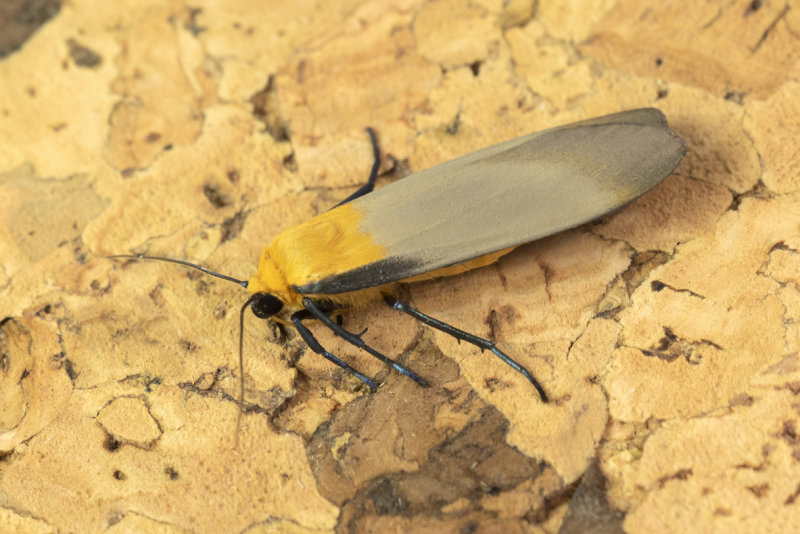 Moth - Four-spotted Footman - Lithosia quadra 21-07-21.jpg