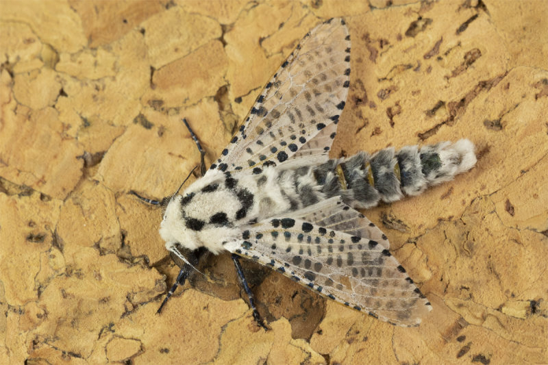 Moth - Leopard Moth - Zeuzera pyrina 21-07-21.jpg