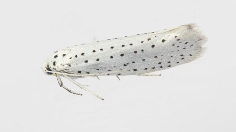 Moth Yponomeuta sp poss Bird Cherry Ermine 21-07-21.jpg