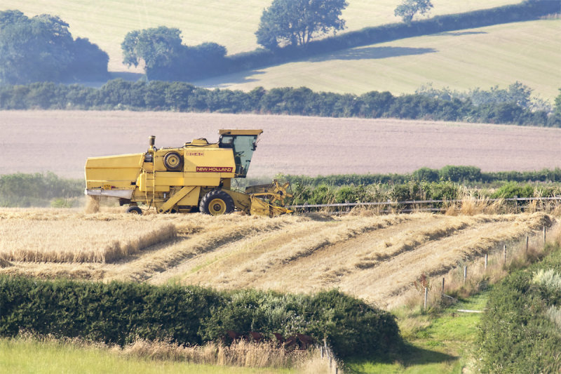 Week 26 - Harvesting at Motherhill Farm.jpg
