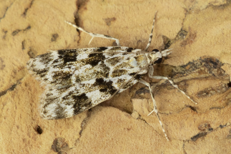Moth - Eudonia delunella 21-07-21.jpg