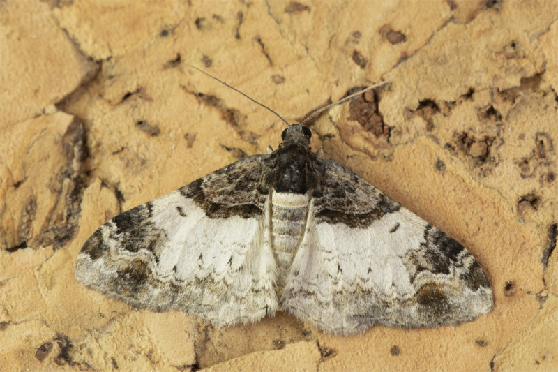 Moth - Royal Mantle - Catarhoe cuculata 21-07-21.jpg