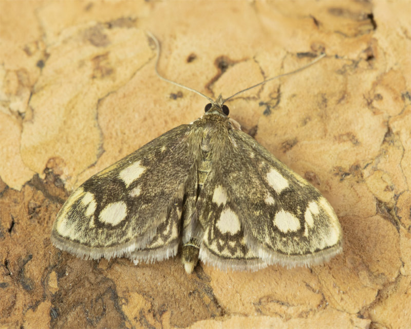 Moth - Anania coronata 21-07-21.jpg