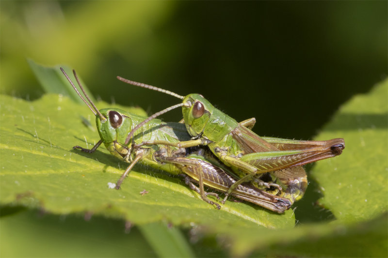 Meadow Grasshopper - Chorthippus parallelus pair 18-07-21.jpg