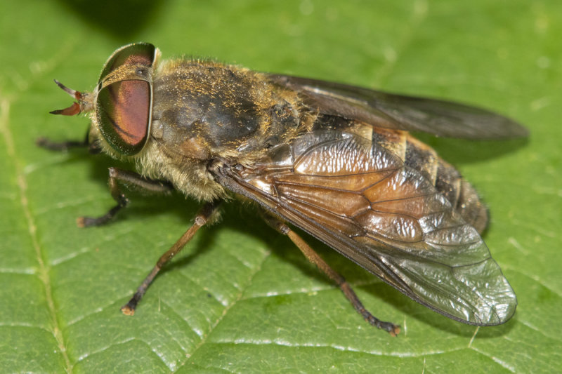 Bright Horsefly - Hybomitra distinguenda f prob 26-07-21.jpg