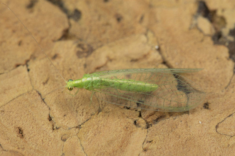 Lacewing - Cunctochrysa albolineata 26-07-21.jpg