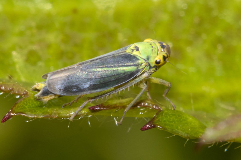 Leafhopper - Cicadella viridis m 29-07-21.jpg