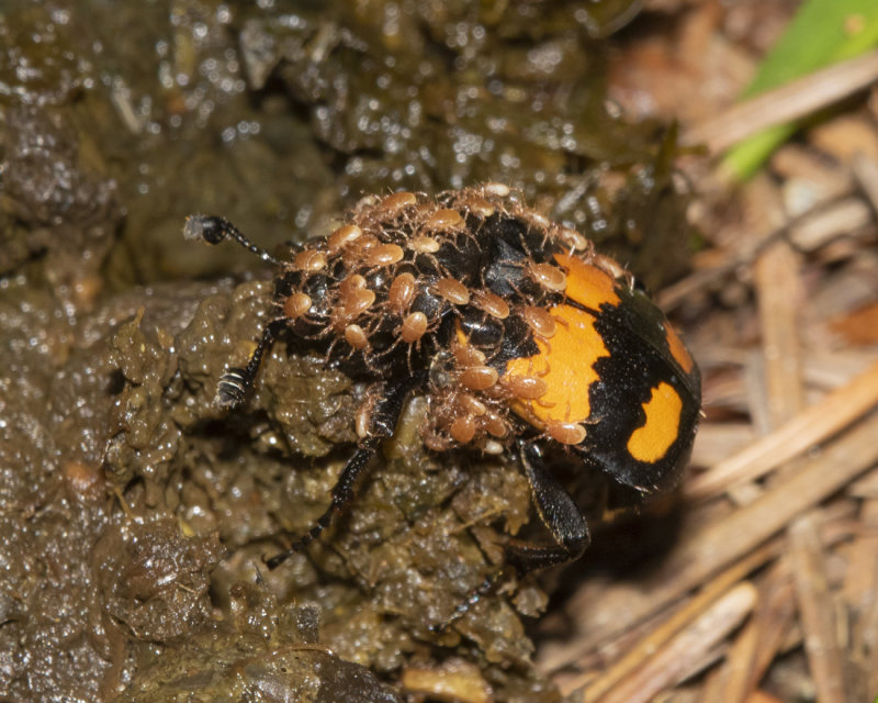 Nicrophorus vespilloides 29-07-21.jpg