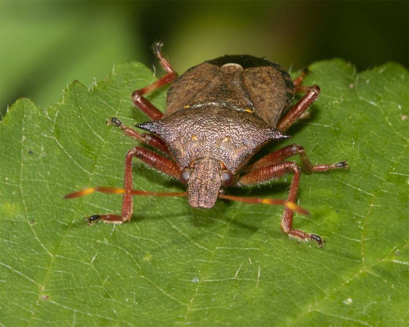 Spiked Shieldbug - Picromerus bidens 29-07-21.jpg