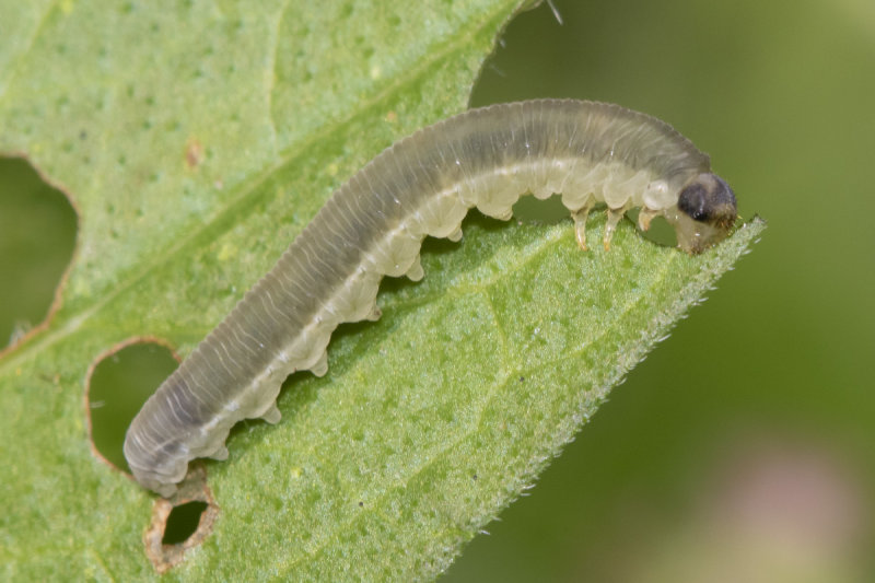 unid sawfly larva 29-07-21.jpg