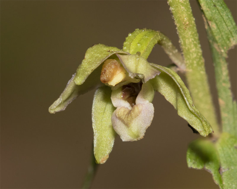 Broad-leaved Helleborine - Epipactis helleobrine 31-07-21 flower.jpg
