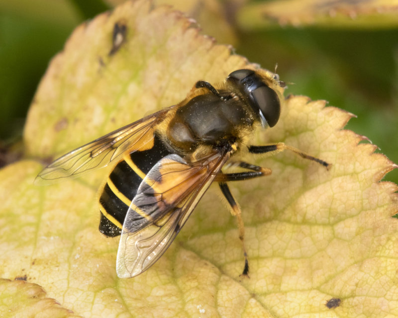 Eristalis horticola f 31-07-21.jpg