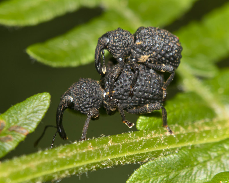 Fern Weevils/Ugly Weevils - Syagrius intrudens 31-07-21.jpg