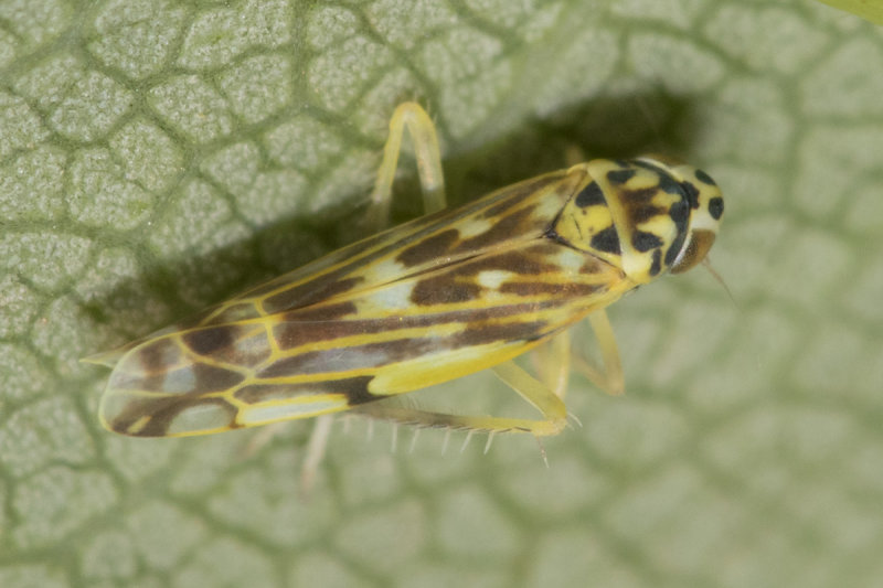 Leafhopper - Eupteryx urticae 02-08-21.jpg