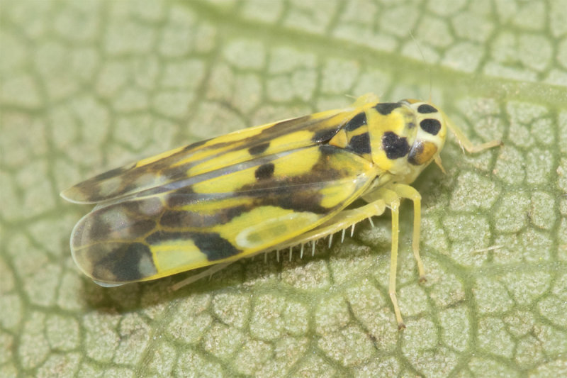 Potato Leafhopper - Eupteryx aurata 02-08-21.jpg