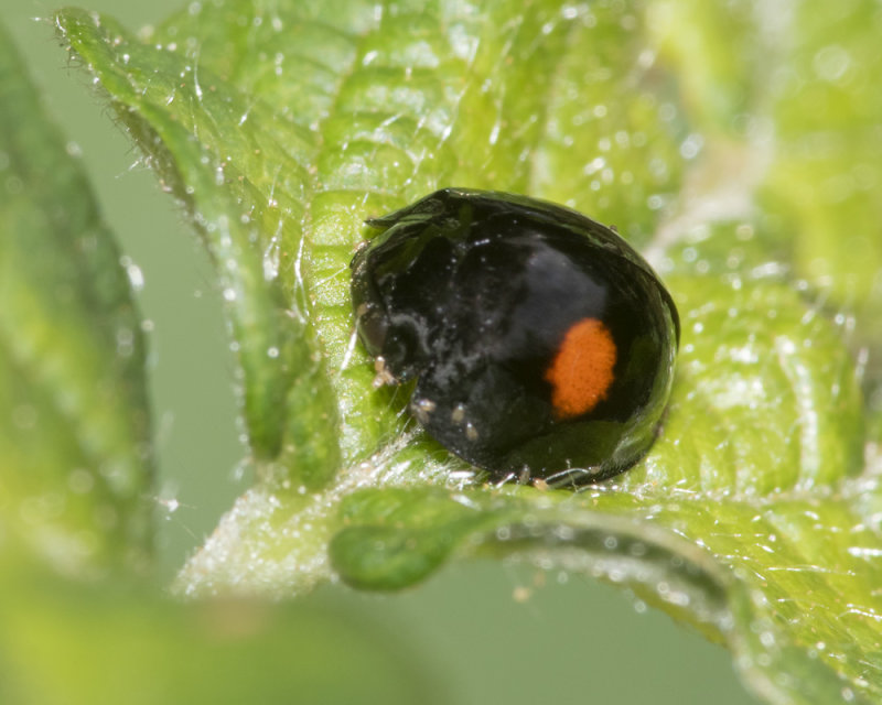 Kidney-spot Ladybird - Chilocorus renioustulatus 02-08-21.jpg