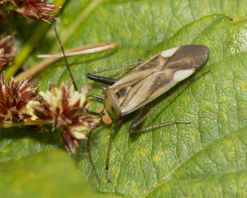 Lucerne Bug - Adelphocoris lineolatus 31-07-21.jpg