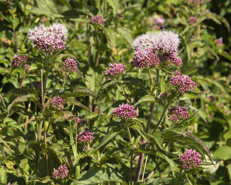 Hemp Agrimony - Eupatorium cannabinum 04-08-21.jpg