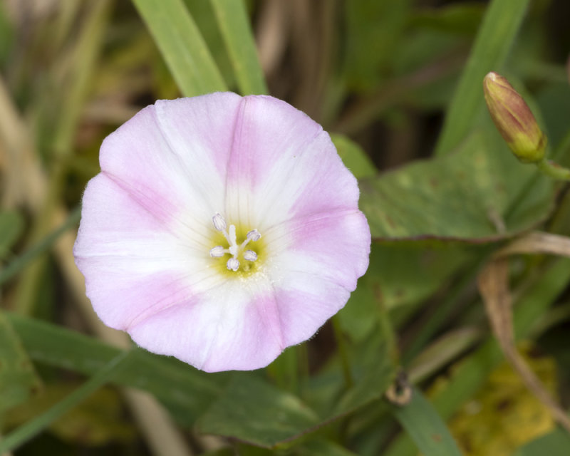 Field Bindweed - Convolvulus arvensis 02-08-21.jpg