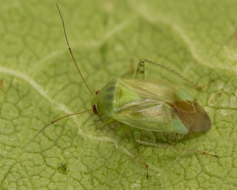 Apolygus spinolae 03-08-21.jpg