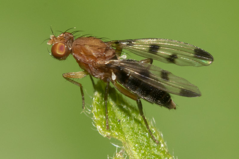 Geomyza tripunctata poss 03-08-21 wings.jpg