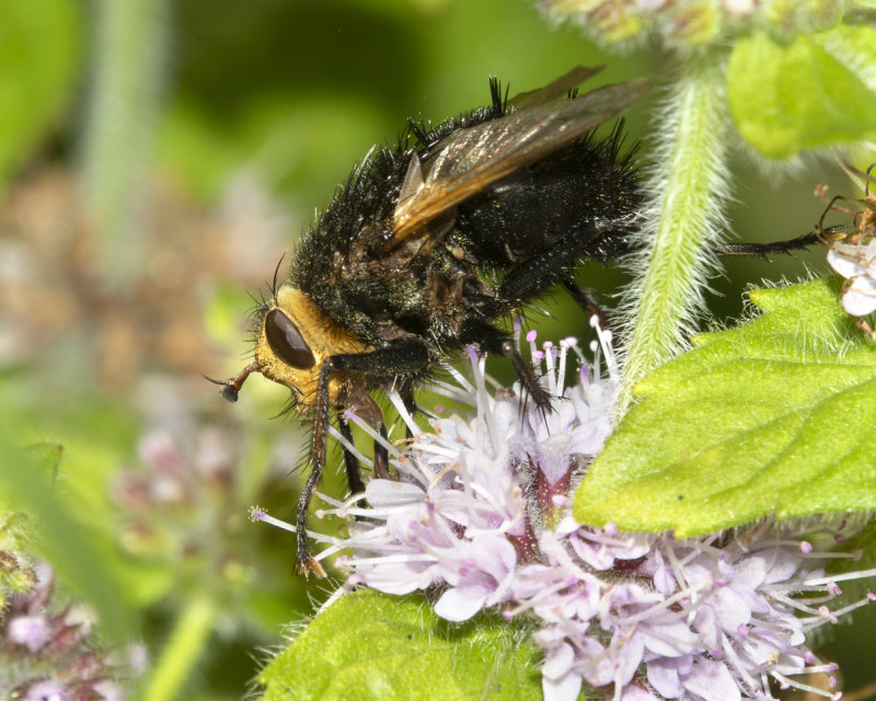 Tachina grossa 04-08-21 side.jpg