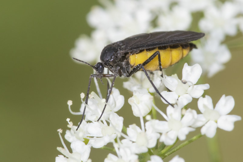 Sciara hemerobioides 02-08-21.jpg