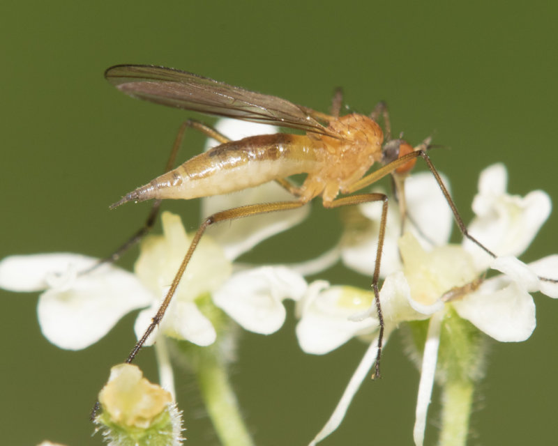 Empis lutea 31-07-21.jpg
