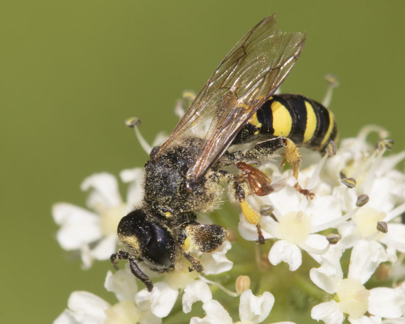 Slender-bodied Digger Wasp - Crabro cribrarius m 16-07-21.jpg