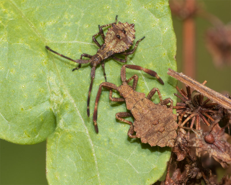 Dock Bug - Coreus marginatus nymphs 10-08-21.jpg