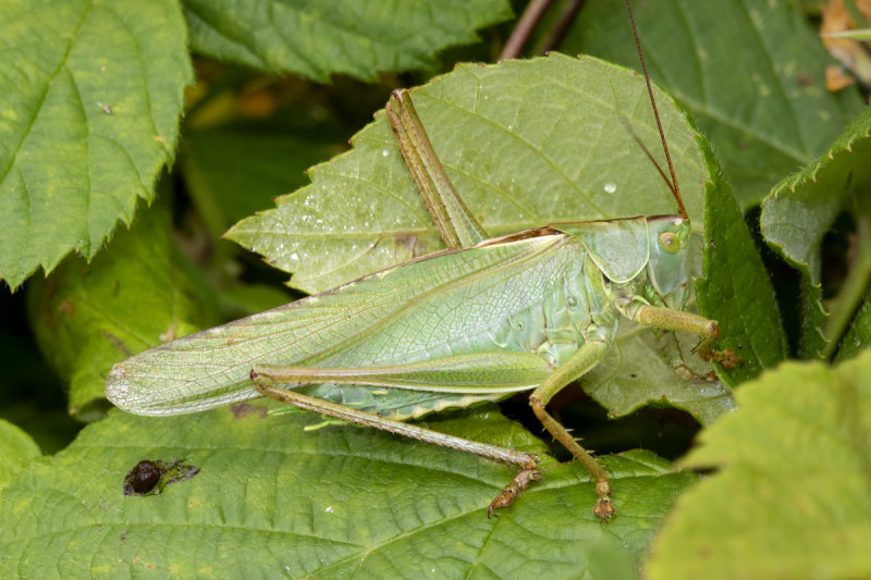 Great Green Bush Cricket - Tettigonia viridissima m 16-08-21.jpg