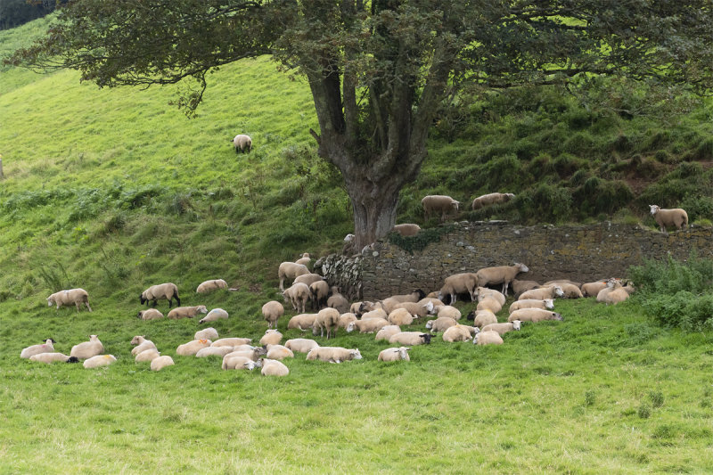 Week 29 - Lazy Sheep at Motherhill Farm.jpg