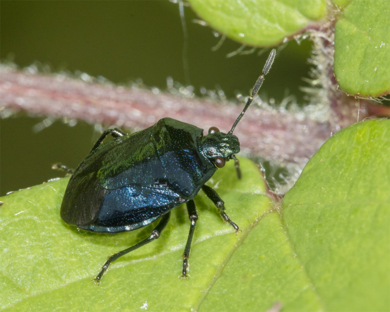Blue Shieldbug - Zicrona caerulea 22-08-21.jpg
