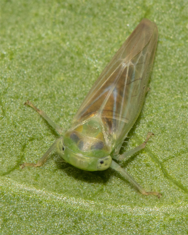 Leafhopper - Populicerus nitidissimus/confusus 26-08-21 top.jpg