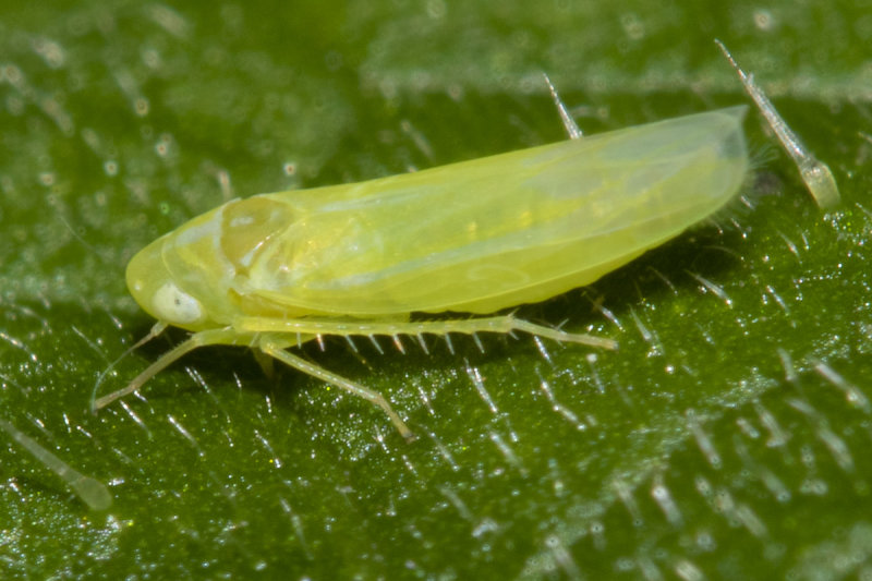 Leafhopper - Edwardsiana sp poss 06-09-21.jpg