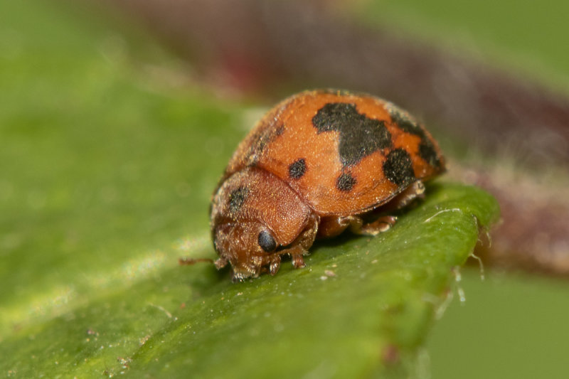 24 spot Ladybird - Subcoccinella 24-punctata 07-09-21.jpg