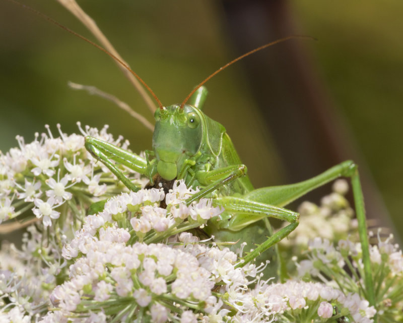 Great Green Bush Cricket - Tettigonia viridissima m 22-08-21.jpg