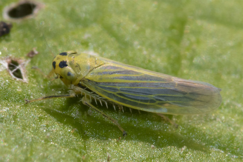 Leafhopper - Cicadula poss quadrinotata or persimilis 15-09-21.jpg