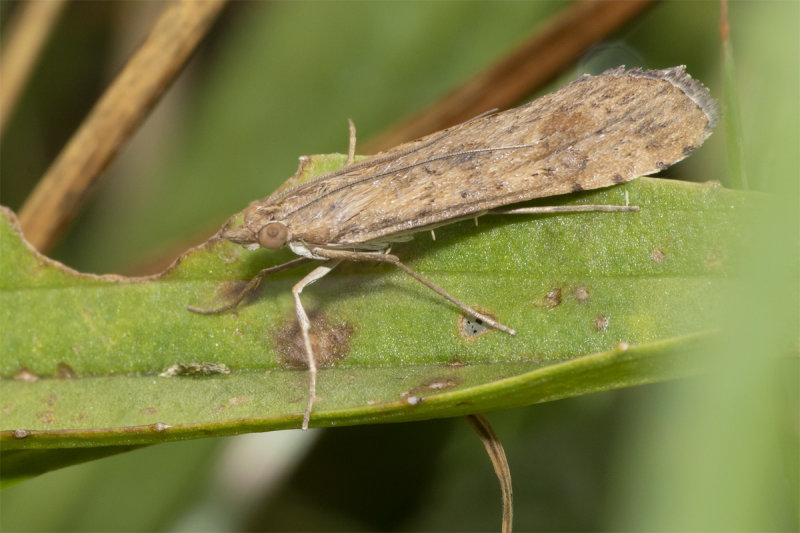 Rush Veneer Moth - Nomophila noctuella 15-09-21.jpg