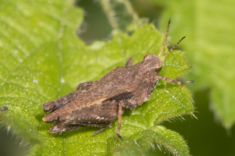 Common Groundhopper - Tetrix undulata 14-09-21.jpg