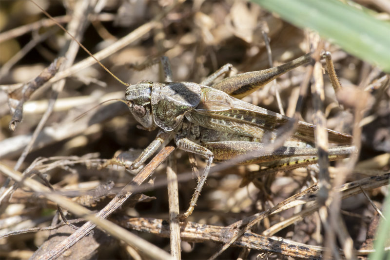 Grey Bush Cricket - Platycleis albopunctata 16-09-21.jpg