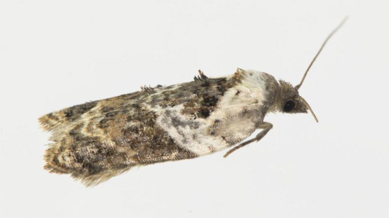 Garden Rose Tortrix - Acleris variegana 24-09-21.jpg