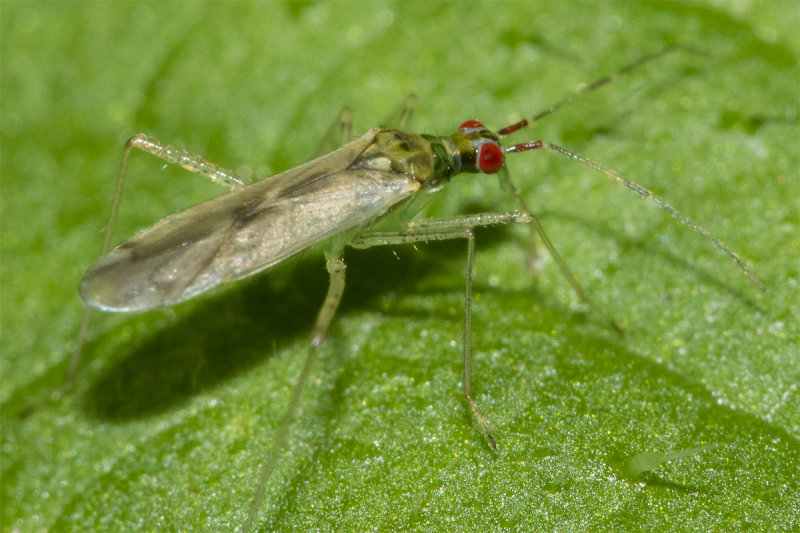 Dicyphus errans 20-09-21 #2 top.jpg