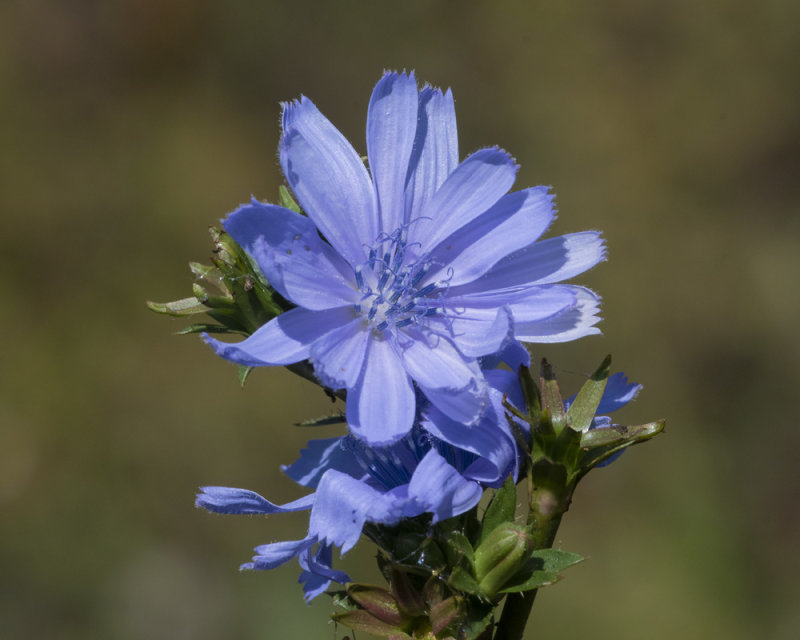 Chicory - Cichorium intybus 20-09-21.jpg