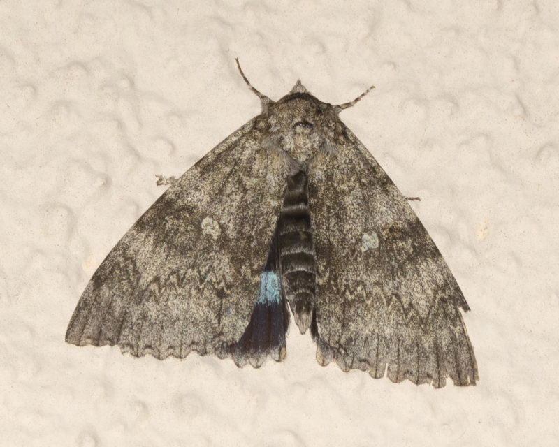 Clifden Nonpareil Moth - Catocala fraxini 29-09-21.jpg