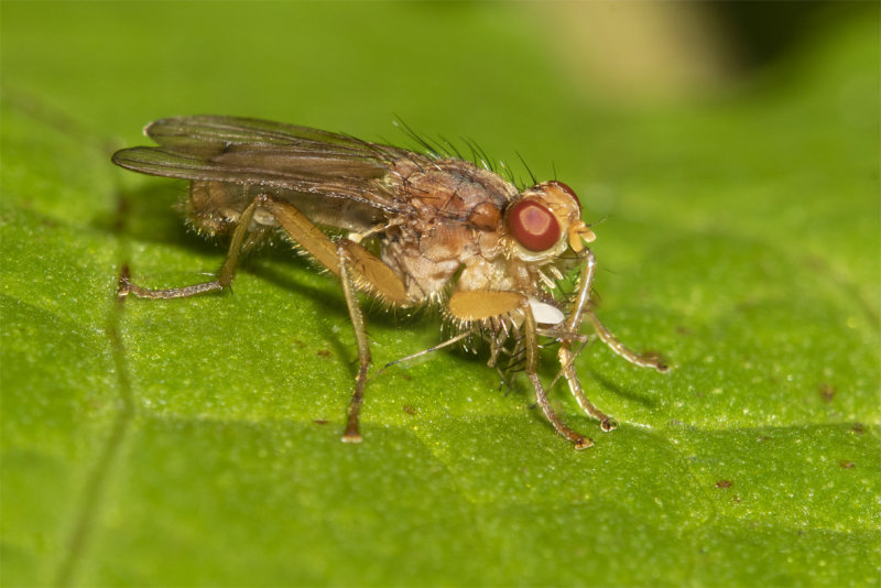 Dung Fly - Norellisoma spinimanum eating fly 29-09-21.jpg