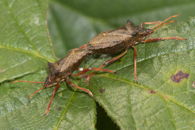 Spiked Shieldbugs - Picromerus bidens pair 06-10-21.jpg