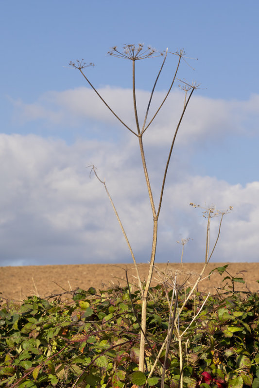 Autumn at Woodleigh Wood 10-10-21.jpg